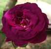 Parfum de Reve (tufa) 70