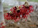 hamamelis Stolwijk Red