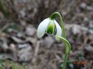 galanthus Hippolyta