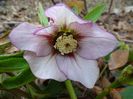 helleborus Painted Bounting
