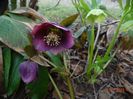 seedling