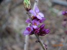daphne mezereum Rubra