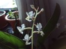 Ludisia discolor