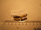 cherry flow - mijlocii
