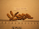 sun wind - mijlocii