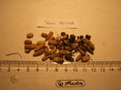 sun wind - mini