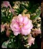 Morgans Rose Cottage