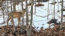 Home Deer 1