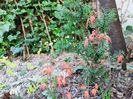 Acer palmatum Katsura