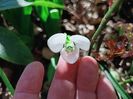 Galanthus elwesii Polar Bear
