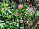 Camellia