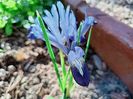 Iris reticulata