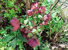 Helleborus Bennotta Ice n Roses