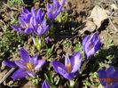 crocus Sky Blue