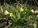 Arctic Bells
