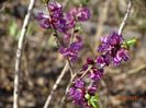 daphne mezereum Rubra