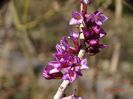 daphne mezereum Rubra