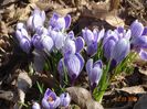 crocus Pickwick