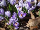 crocus Pickwick