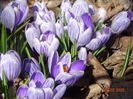 crocus Pickwick