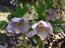 helleborus Painted Bounting