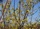 cornus mas