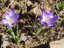 crocus Ruby Giant