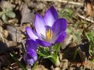 crocus Ruby Giant