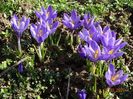 crocus Sky Blue