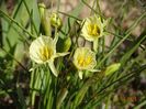 Arctic Bells