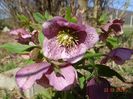 helleborus Celestina Viv