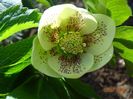 helleborus Maeva Viv