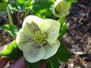 helleborus Maeva Viv