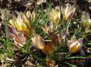 crocus Advance