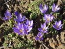 crocus Sky Blue