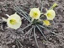pitica Bulbocodium Arctic bells
