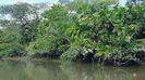 COSTA RICA - Jungle 1