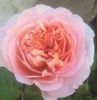 Abraham Darby1