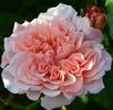 RosedeTolbiac