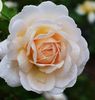 crocus/odile