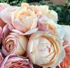 Ambridge rose