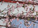 Viburnum bodnantense Dawn