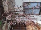 Viburnum bodnantense Dawn