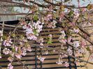 Viburnum bodnantense Dawn