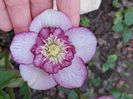 Helleborus Winter Jewel Cherry Blossom