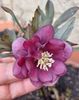 Helleborus Quintessa Ruby