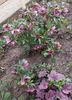 helleborus double ellen red