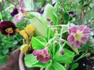 Primula pubescens, 27.03.2025