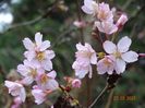 prunus Ruby