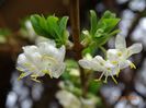 lonicera fragrantissima